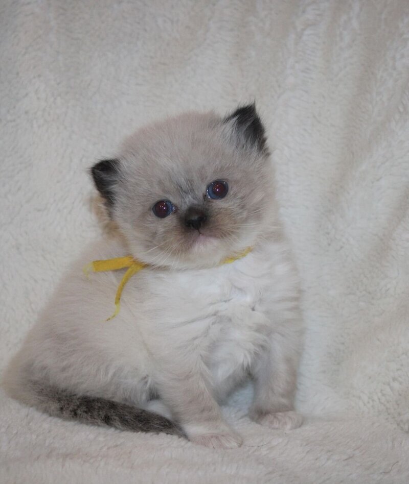 Sweet Peach Ragdolls | Ragdolls for Sale in Georgia