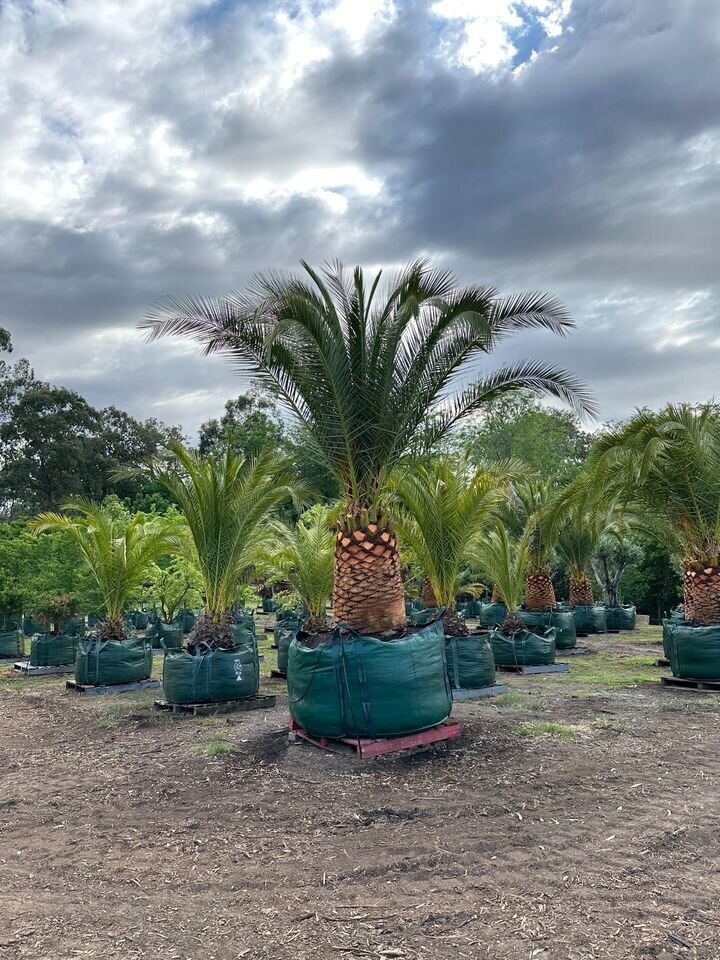 Mature Canary Island Date Palm - PHOENIX CANARIENSIS - Sydney Plant Nursery - Go Green Nurseries