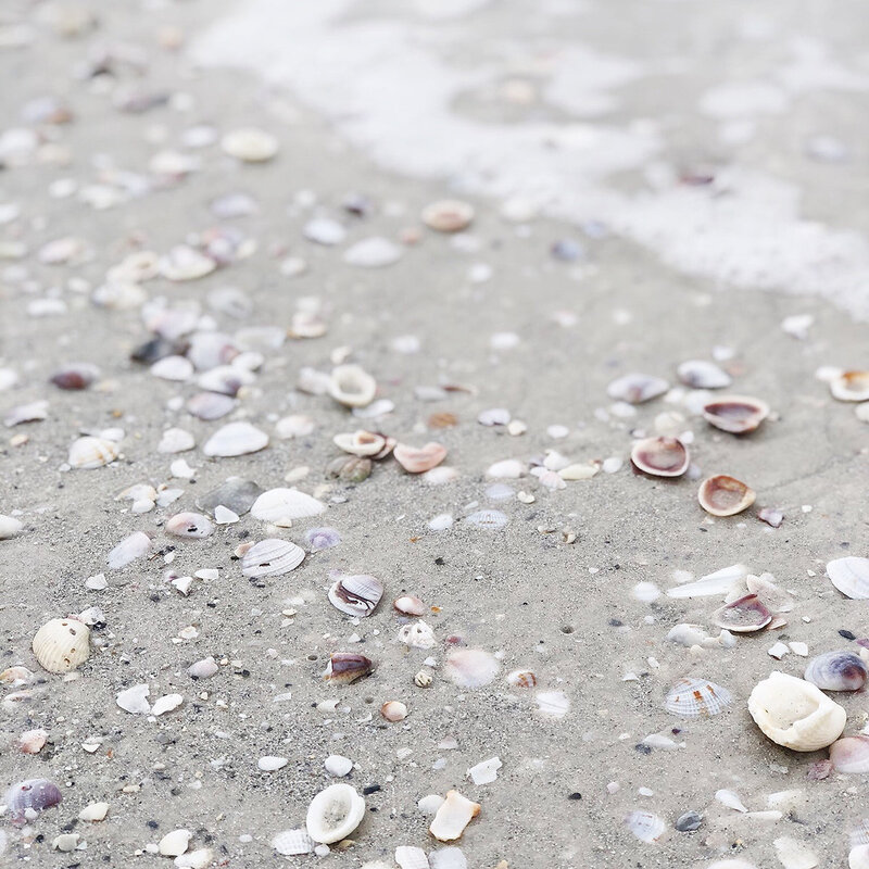 seashells on the seashore beach ocean