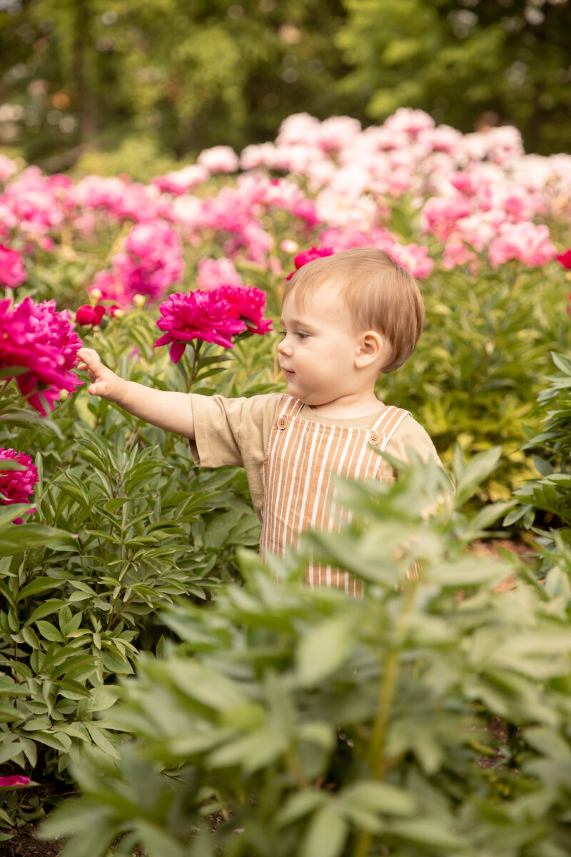 toddler boy reaches out to touch bright pink peony at nichols arboretum in ann arbor michigan