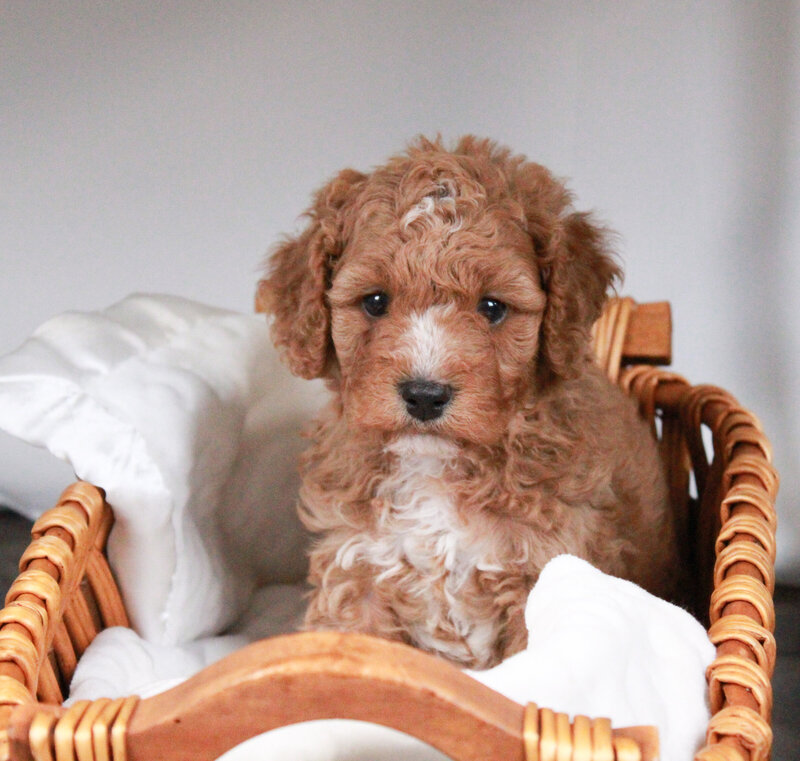 Whistleton 5 weeks1