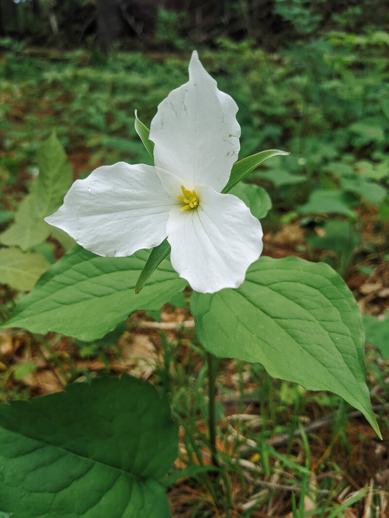 pine city mn flower