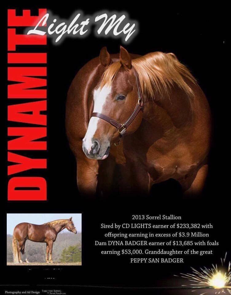 Light My Dynamite reference stallion
