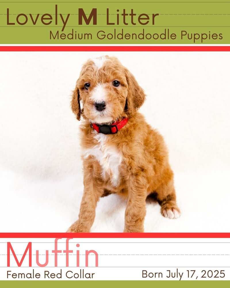 M Litter - Red Muffin Female