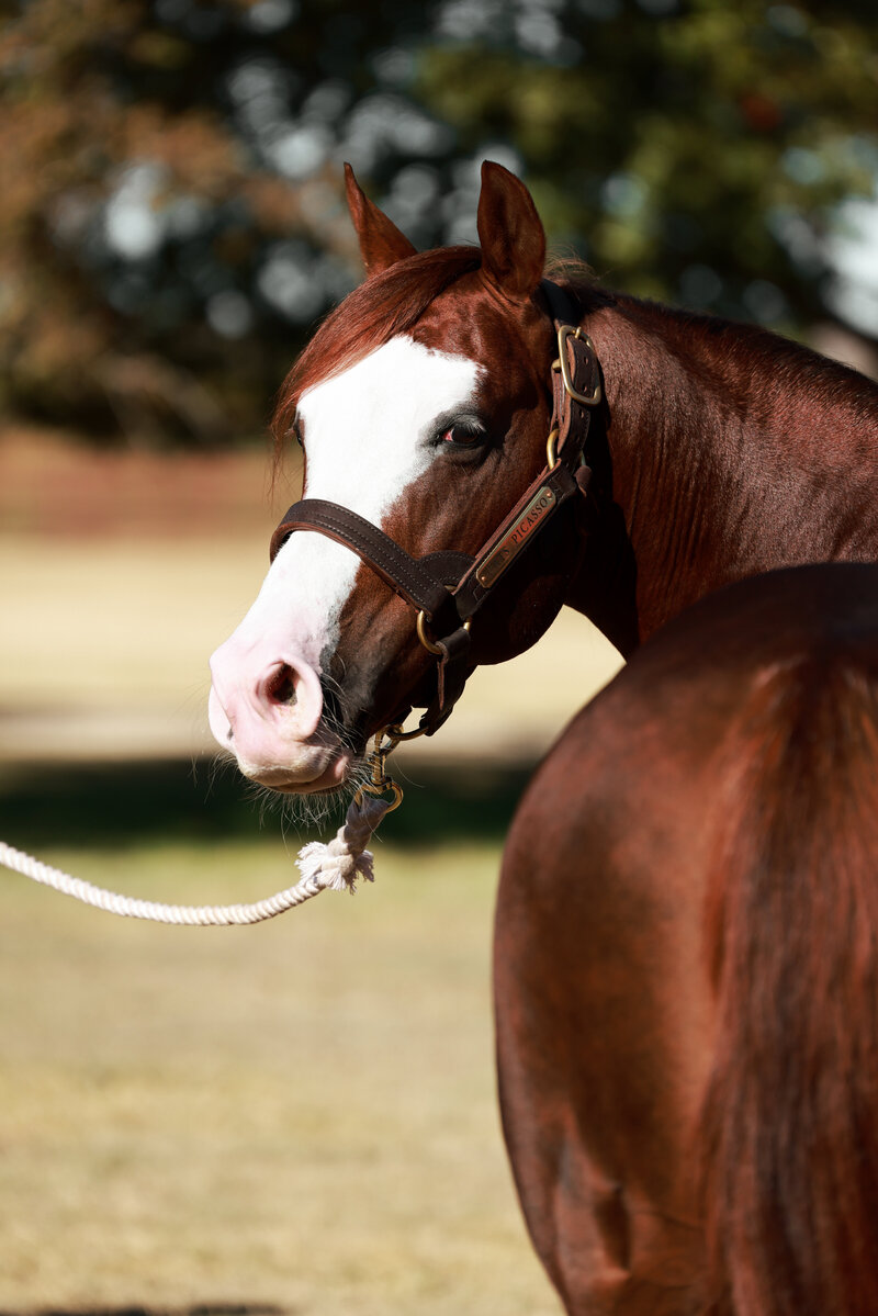 Cats Picasso, an award winning, performance stallion with brown coast and white snout and lower legs.