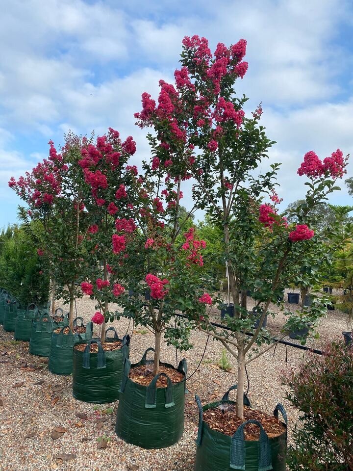 Crepe Myrtle Tuscarora - Lagerstroemia indica x fauriei 'Tuscarora' - Mature Trees Sydney  - Go Green Nurseries