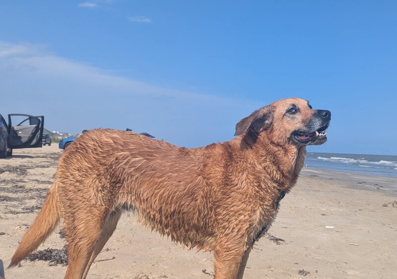 Nutmeg at the beach