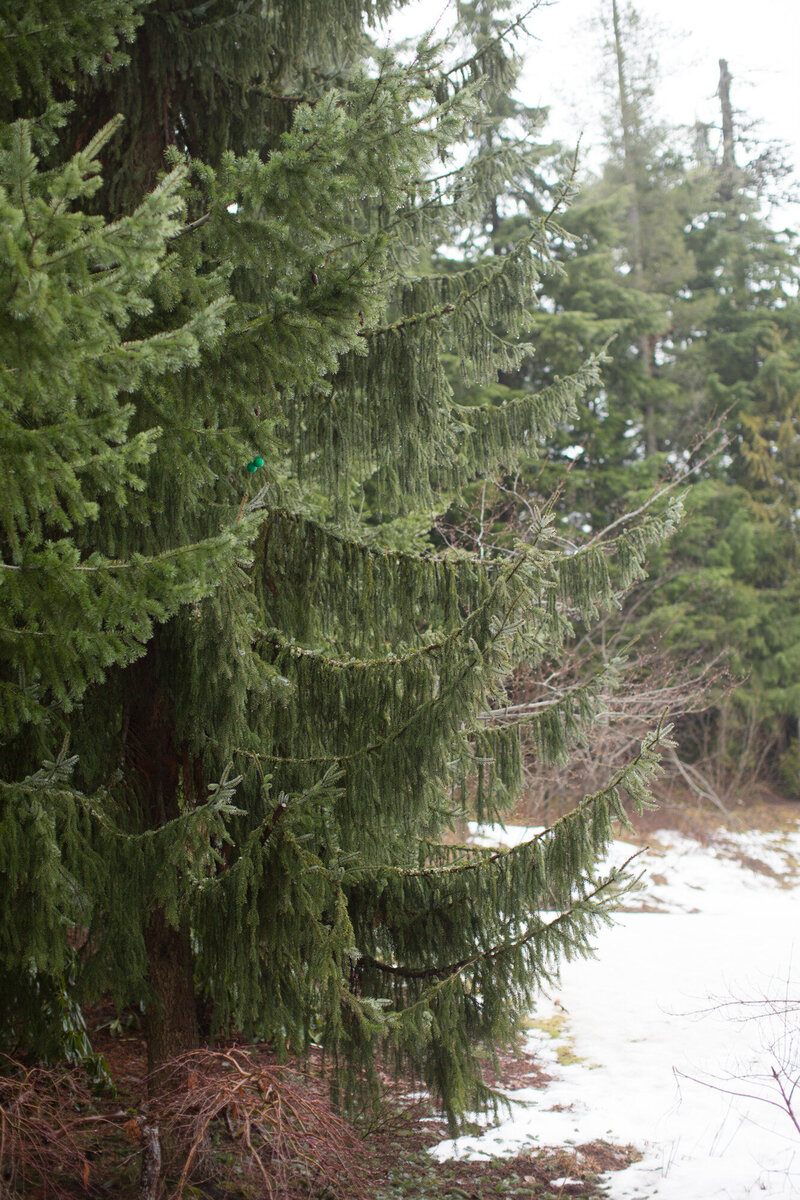 whistler-winter-wedding-4