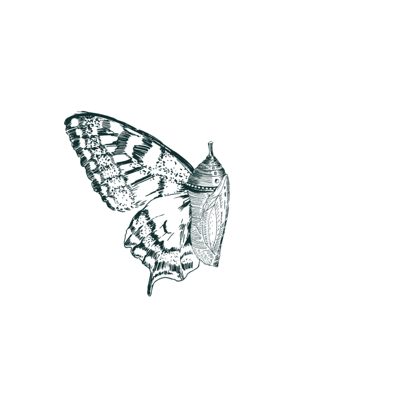 DITC Butterfly-03-01
