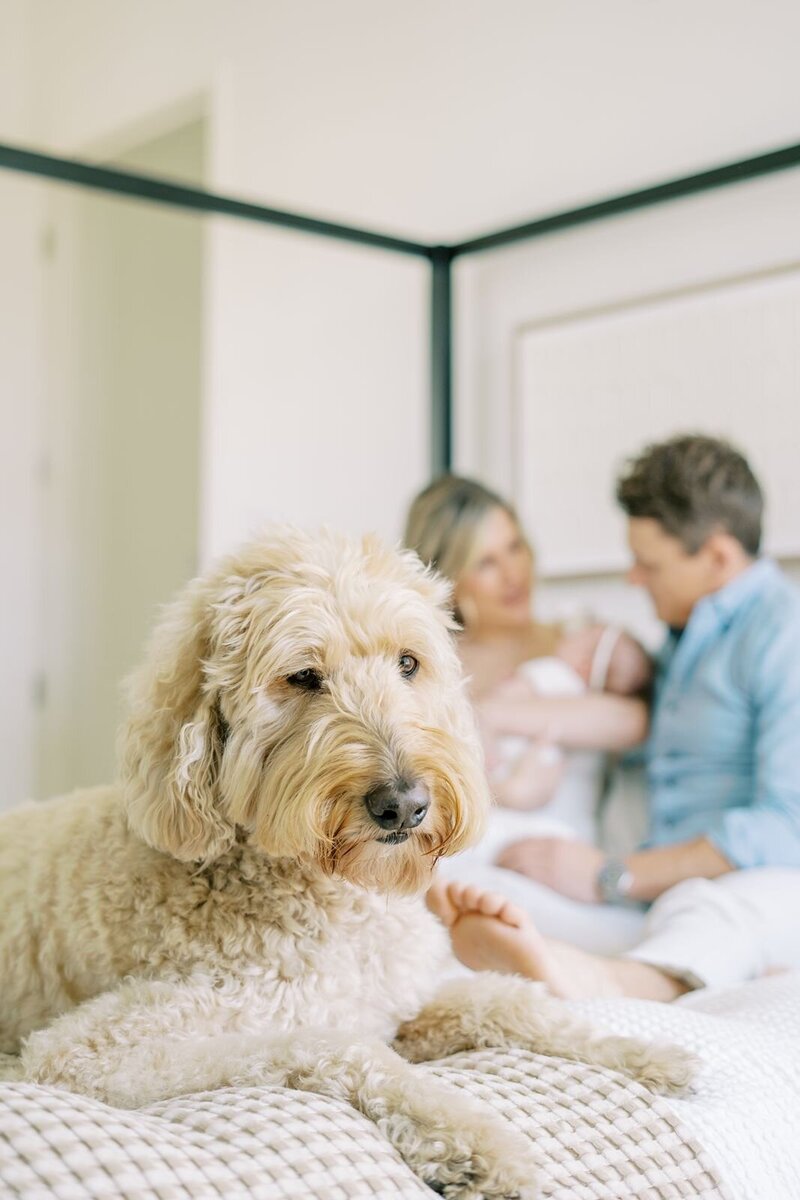 In-home Newborn Session with Pet in Dallas Home
