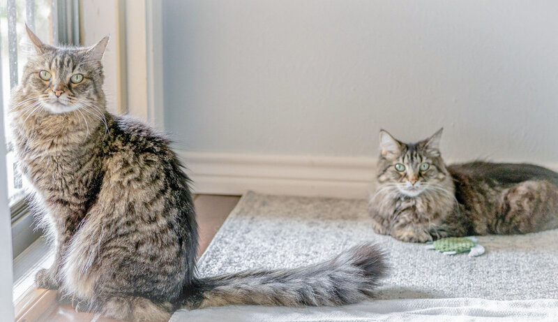 two kitties who are sisters laying by front door