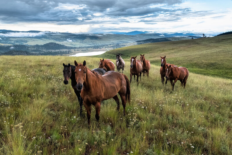 Horses Grazing in field