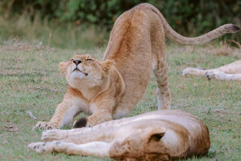 safariedited-147