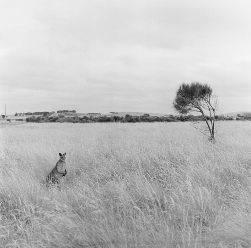 film-wedding-photos-35mm-Briars-Atlas-4063