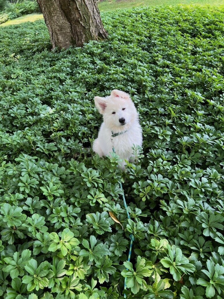 Cute fluffy white dog sitting in tall green grass