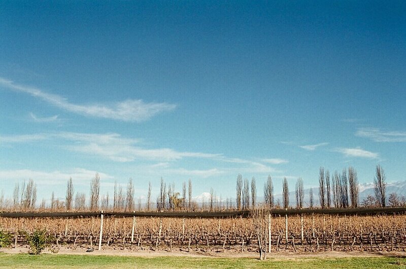 Focused on Photographing Wine and Vineyards