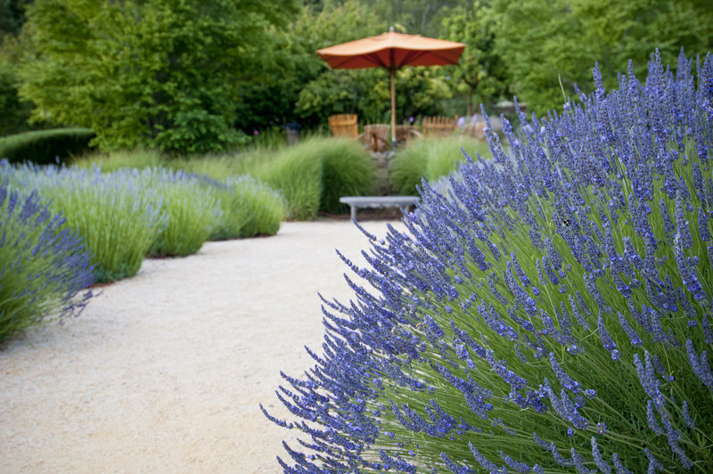 Landscape design san carlos