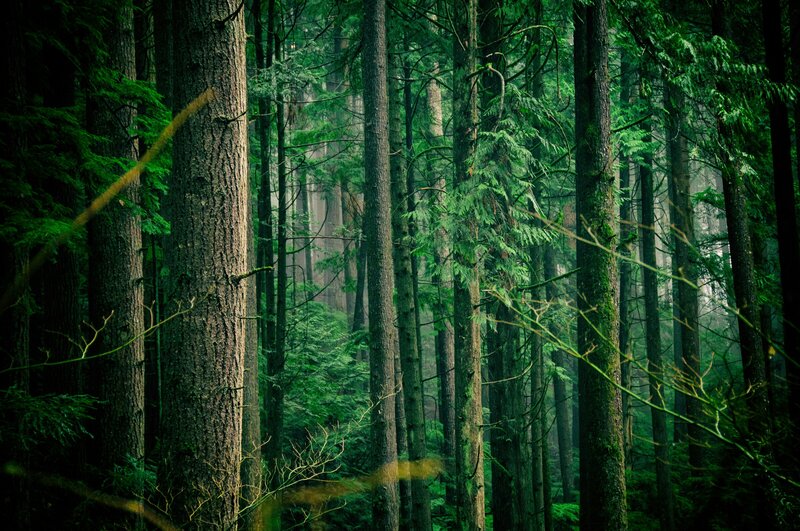 Healthy rows of green trees in a forest