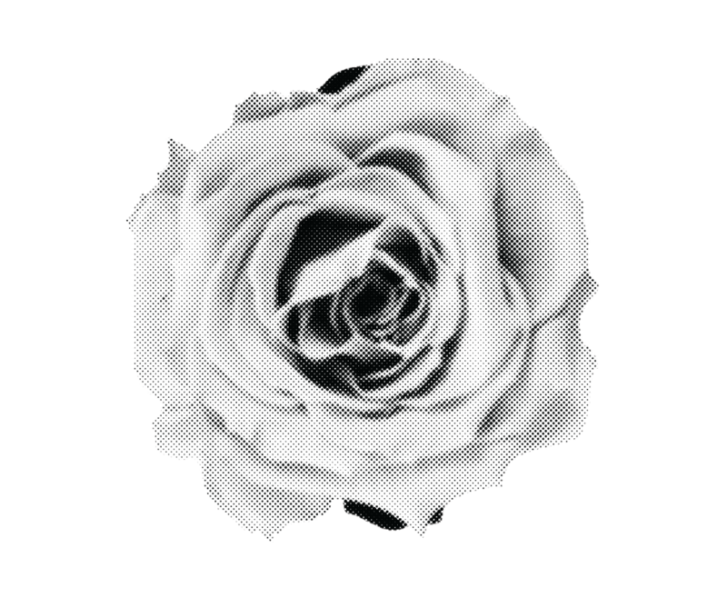 rose newspaper cut out graphic