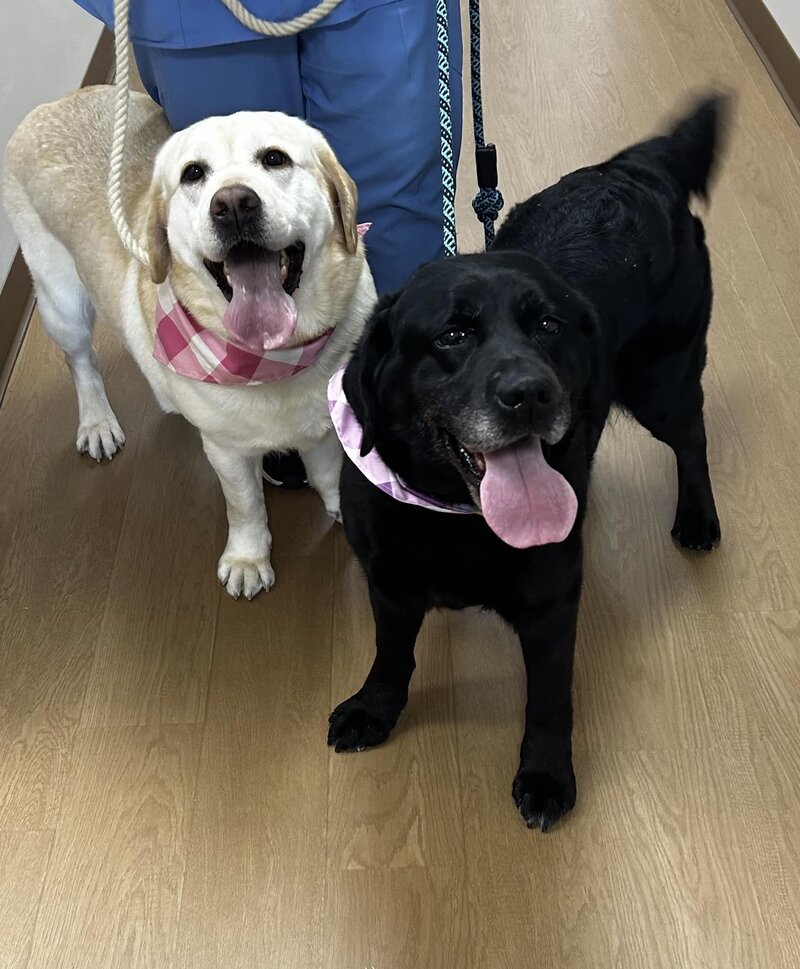 Black Lab female from AKC bloodlines in Michigan.
