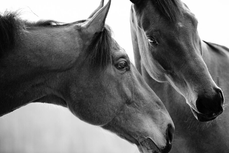 fine-art-horse-photography-saratoga-ny-