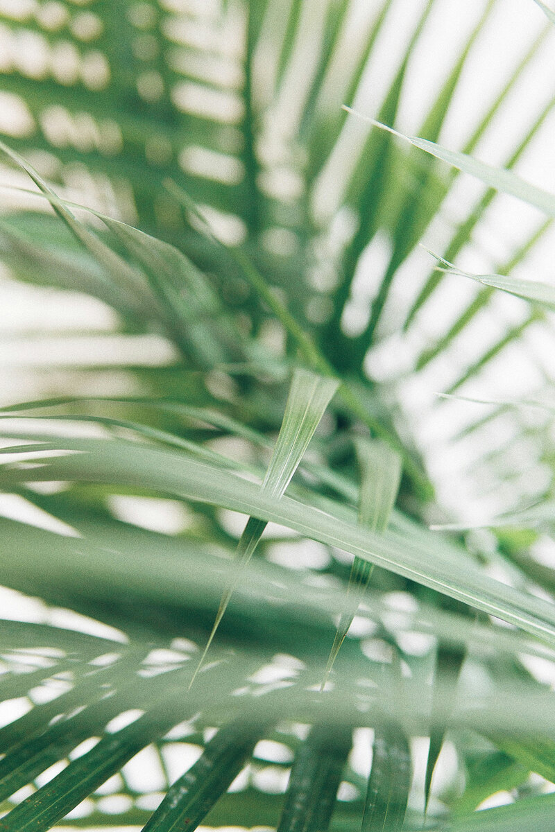 indoor plant leaves