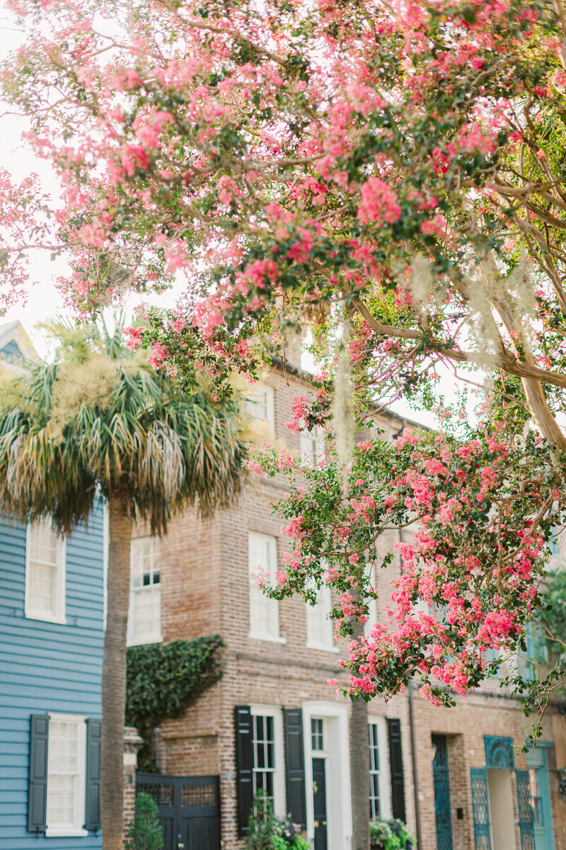 Pink crepe myrtle flowers in front of a classic brick home with black shutters and lush greenery