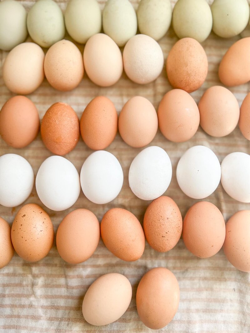 egg4