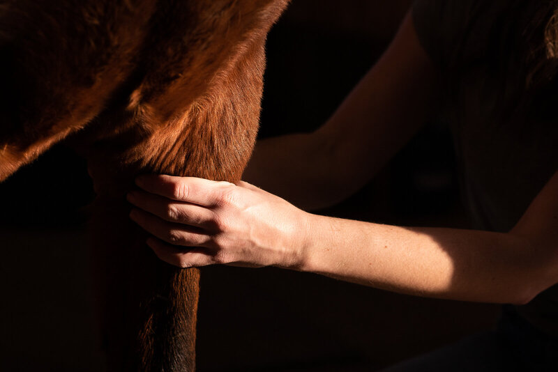 The hand of an equine body worker working on a horse's leg in dramatic lighting