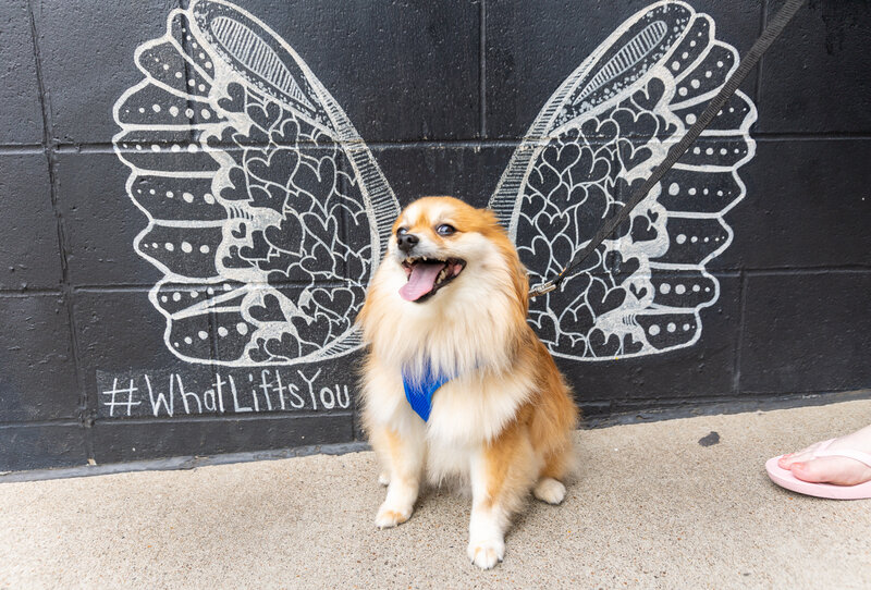 Photowalk Nashville Dog Friendly Activity