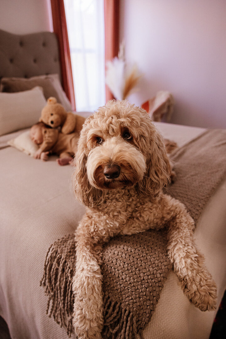 Curly-haired doodle dog guarding a newborn baby sleeping with a teddy bear on the bed during a lifestyle in-home photography session in Las Vegas — Angela Wolf Photography