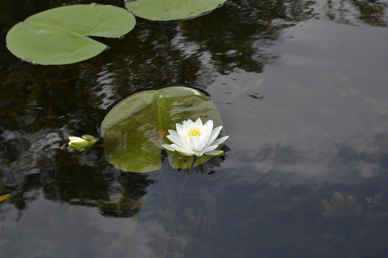 lotus flower, Silverthorne CO