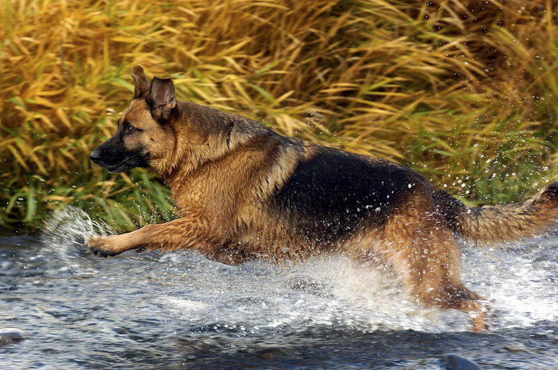 2004-Bend_Oregon_Pet_Portrait_Photograhy-001