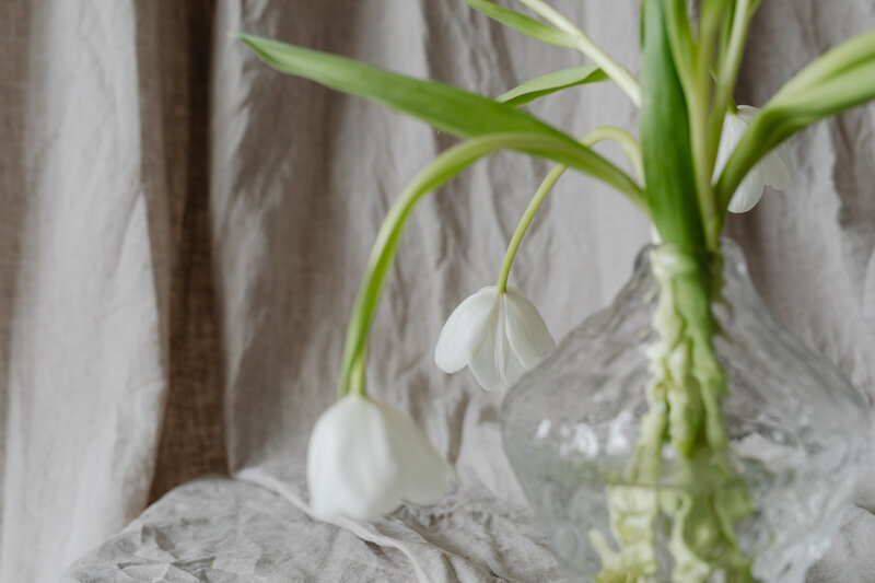 kaboompics_white-tulips-and-linen-fabric-background-25839