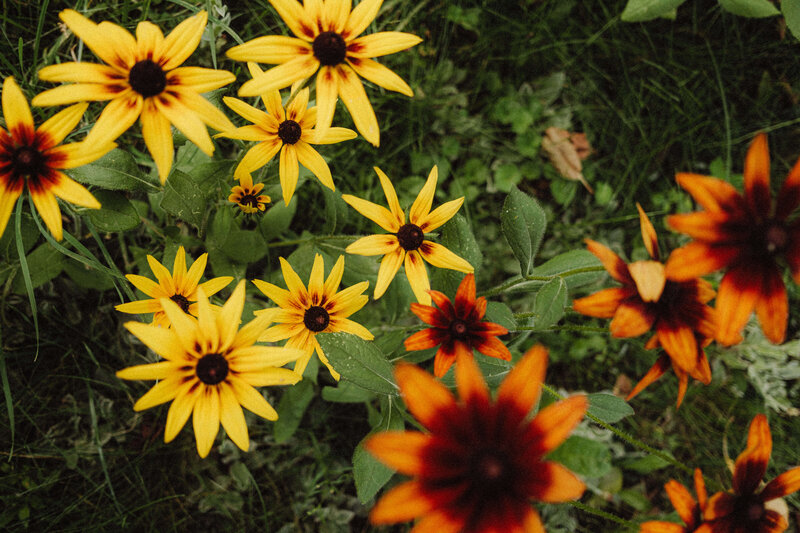 In a garden setting reminiscent of a Phillipa Leseberg book, yellow and orange flowers with dark centers blossom vibrantly, surrounded by lush green foliage.