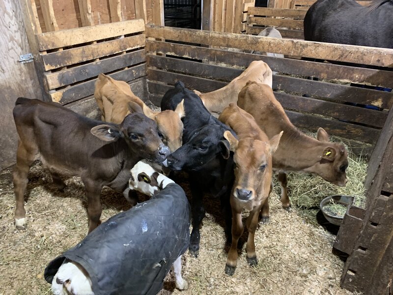 a gang of calves in their pen