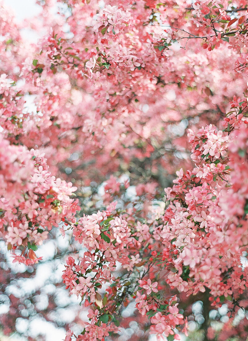 SpringBlossoms_JackieFox_Fine_Art_-2
