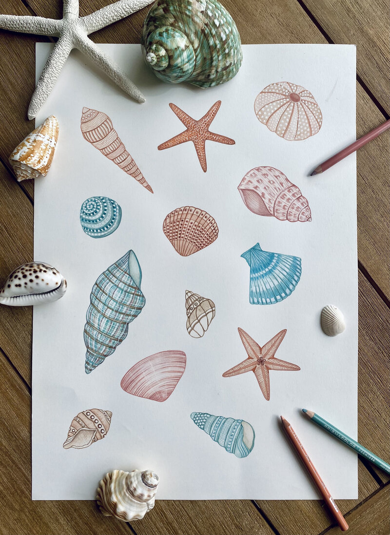 seashells