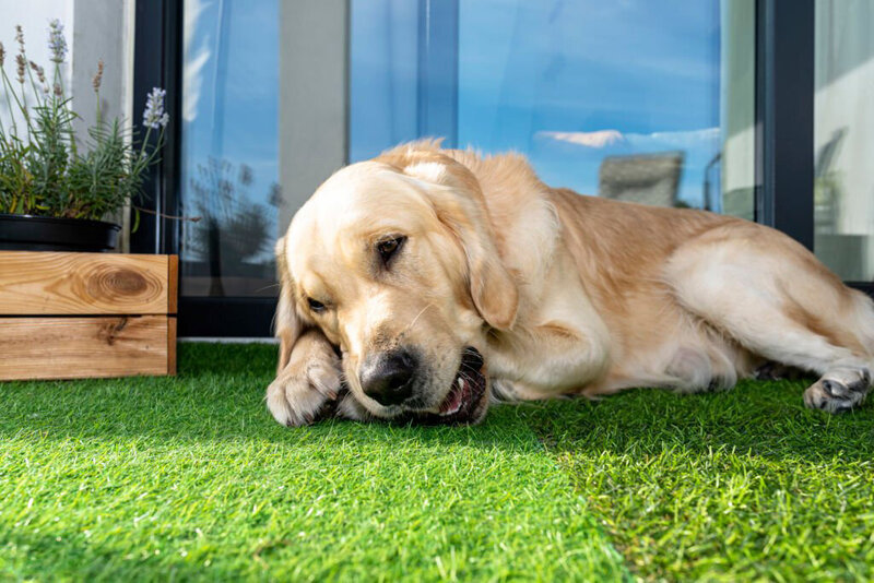 artificial turf for pets frisco tx
