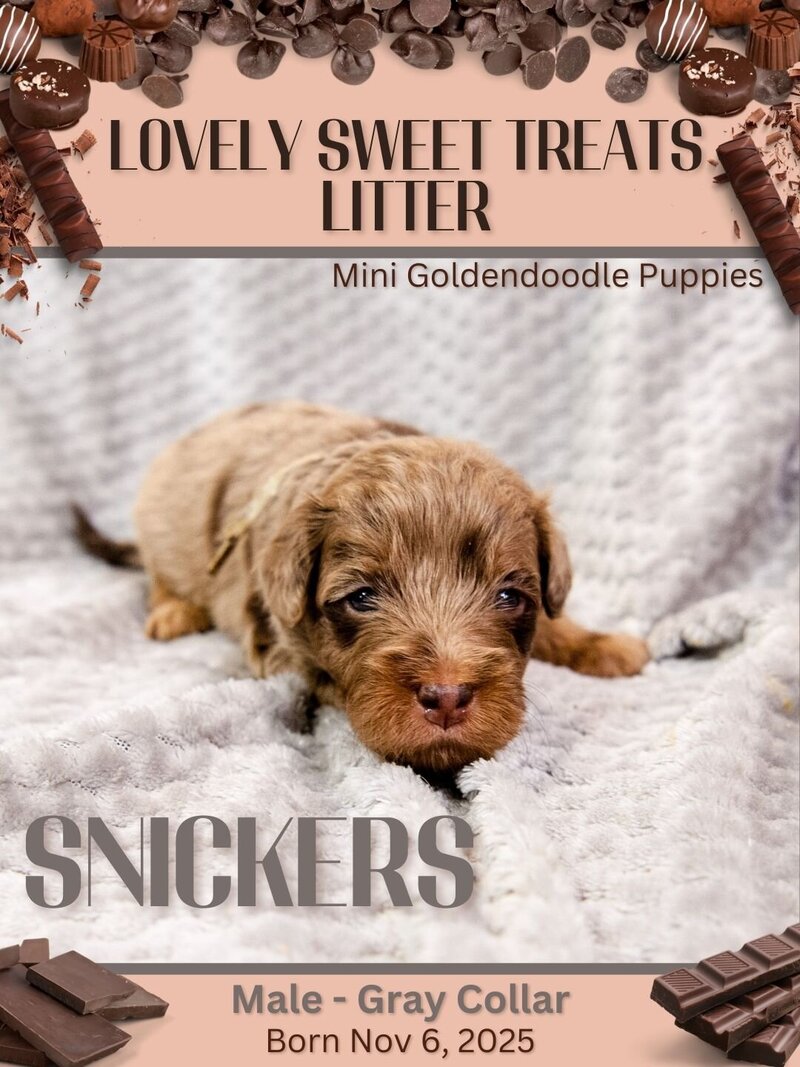 Sweet Treats - Gray Snickers Male