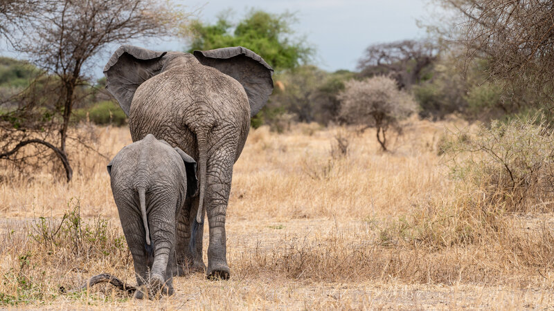 Elephants