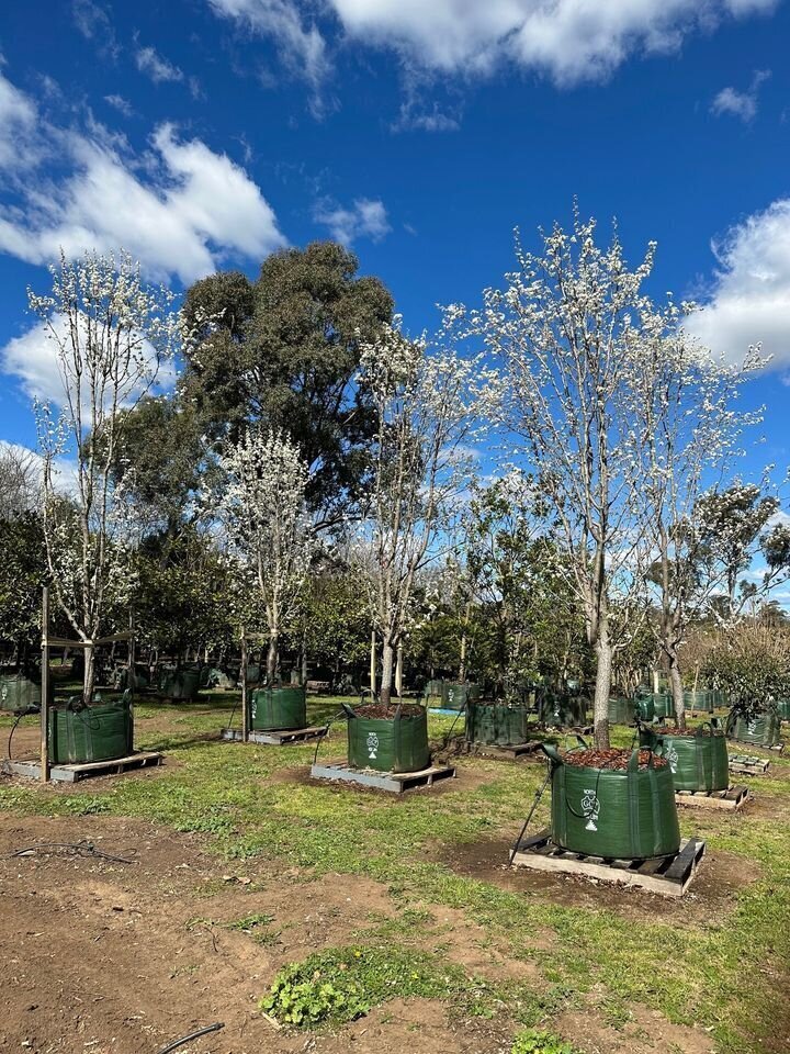 Ornamental Pear - Pyrus Betulaefolia - Southworth Dancer