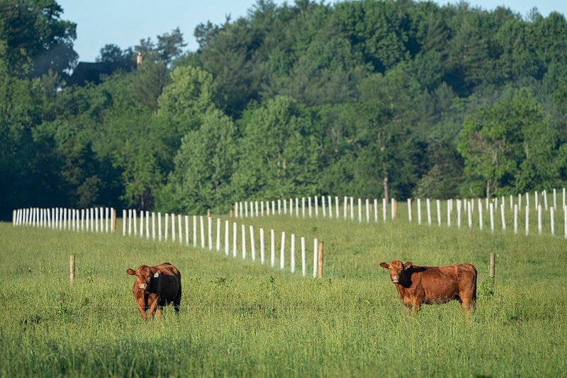 cows and grass with a fence