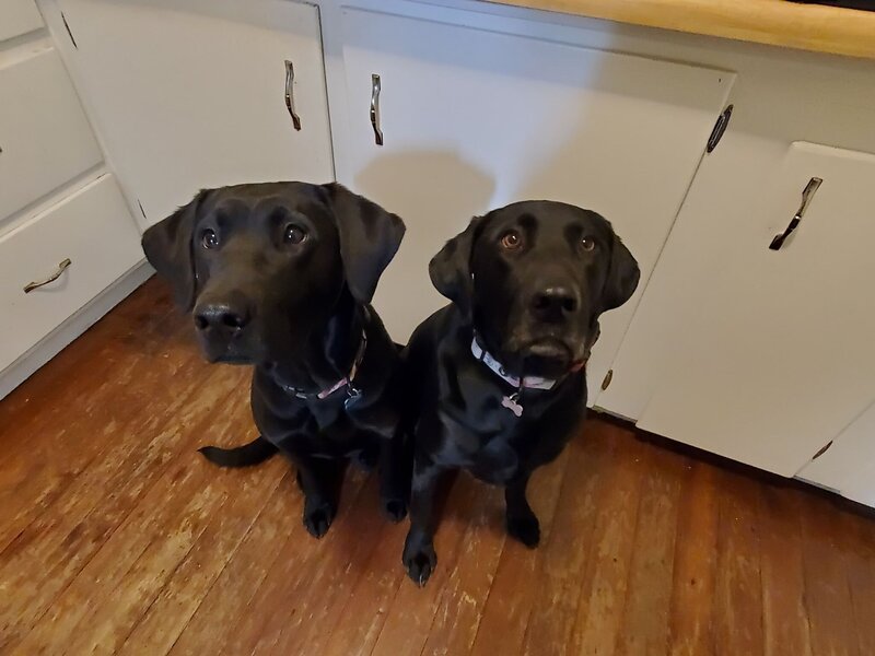 Two black lab dogs sit on a hardwood floor waiting to receive treats.
