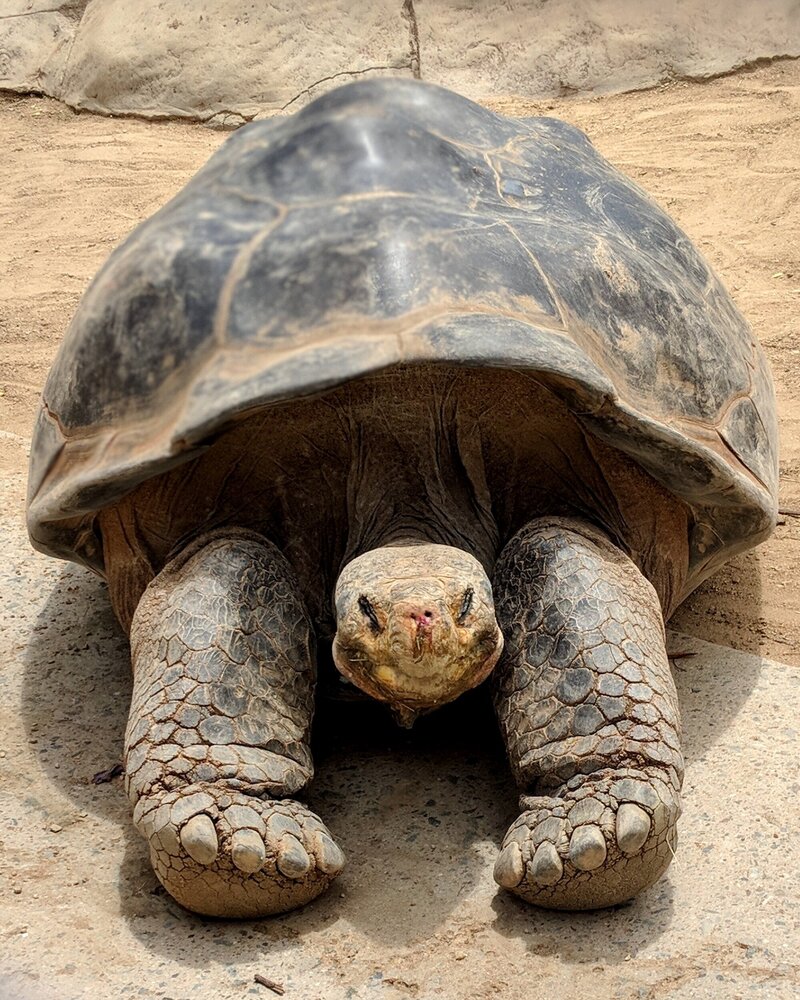 Large tortoise in the Galapagos islands on the sand.