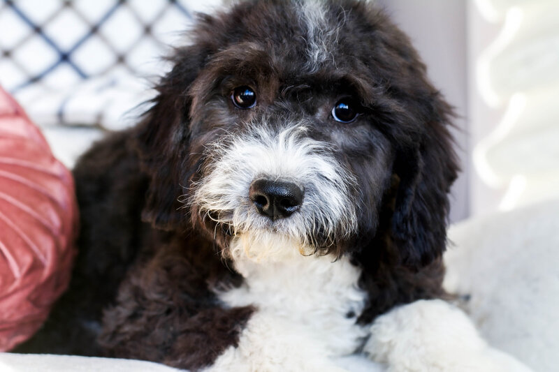 Fully trained Mini and micro Sheepadoodles