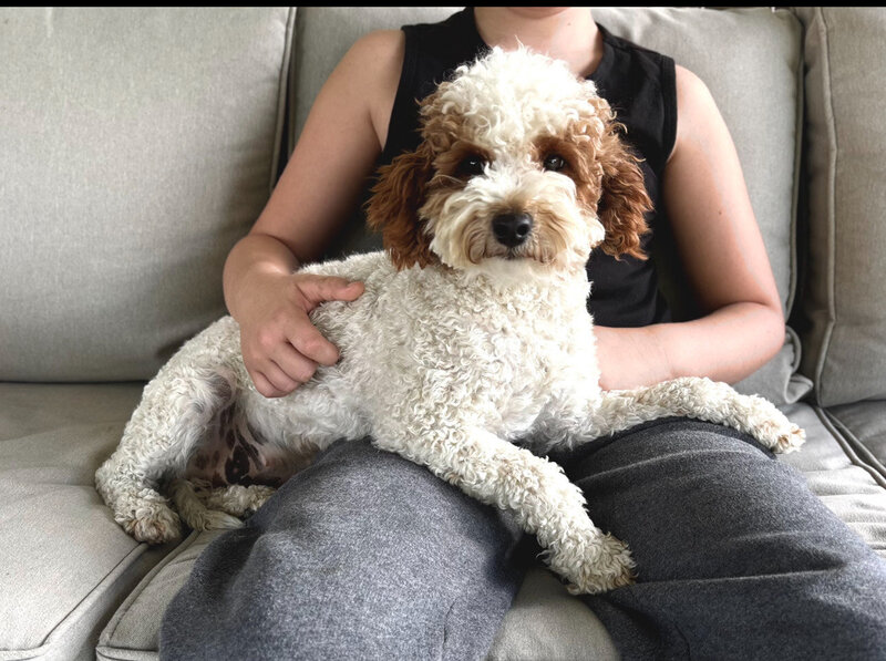 white and red mini goldendoodle dog