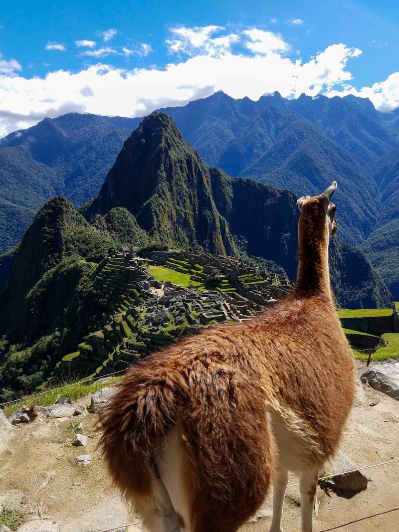 Overlooking the ruins of Machu Picchu, Peru, with a llama in the foreground  ©Stephanie Dosch | theViatrix l Luxury Travel