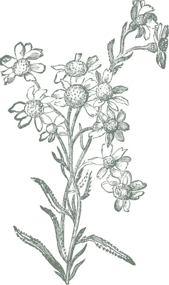 Sneezewort vintage detailed sketch in slate blue color.