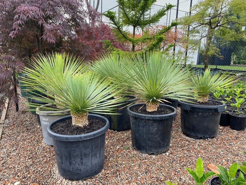 YUCCA ROSTRATA - Beaked Yucca - Go Green Nurseries - Exotic plants and trees sydney